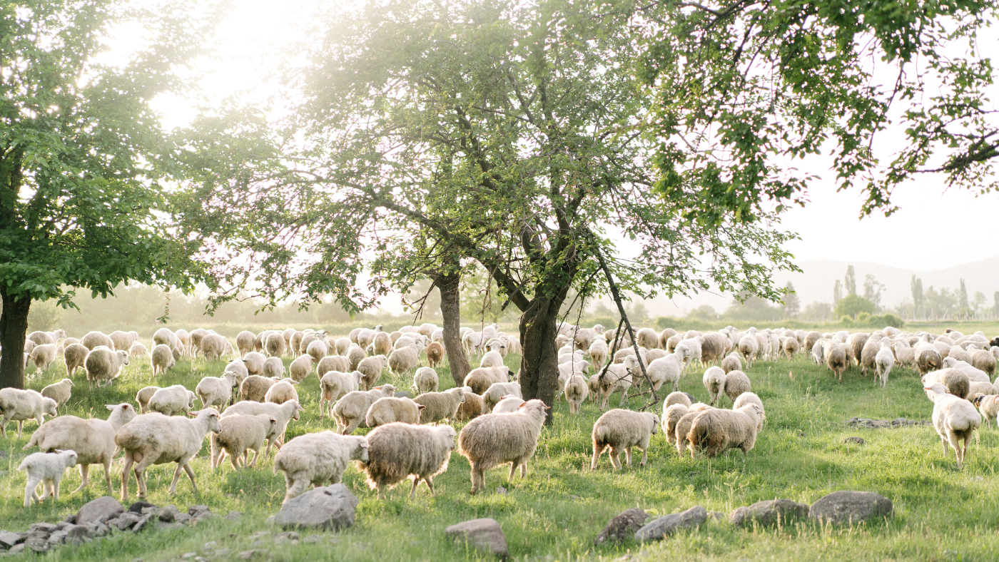 Merino Wool: The Ultimate Fabric for Timeless Elegance